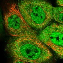 DNAJB4 Antibody, Novus Biologicals:Antibodies:Primary Antibodies